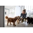 DogSpace Charlie extra magas kapu 62-107cm átjárókba, fehér