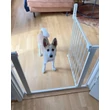 DogSpace Lassie nyomásrögzítő kapu rács kutyáknak, 73-80cm cm fehér