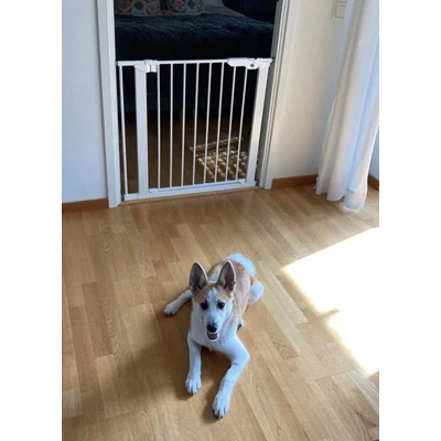 DogSpace Lassie nyomásrögzítő kapu rács kutyáknak, 73-80cm cm fehér